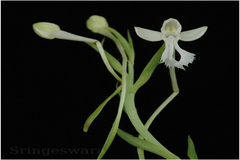 Habenaria longicornu